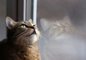 cat reflected in the window