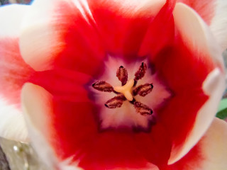 red tulip