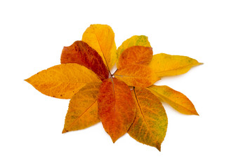 Colorful autumn leaves isolated on white background