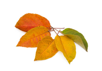 Colorful autumn leaves isolated on white background