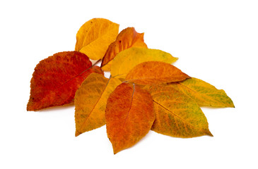 Colorful autumn leaves isolated on white background