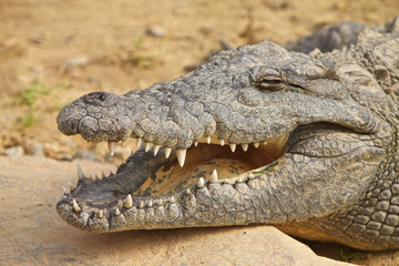Crocodile in South Africa