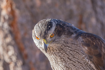 Harris's Hawk Close Up
