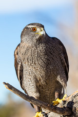Harris's Hawk Close Up