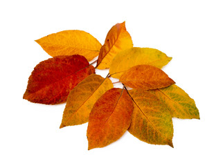 Colorful autumn leaves isolated on white background