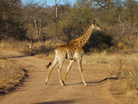 Pregnant Giraffe crossing the road