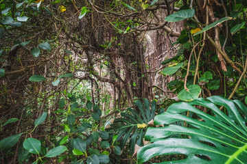 Obraz premium las tropikalny lub dżungla - wewnątrz krajobrazu lasu deszczowego