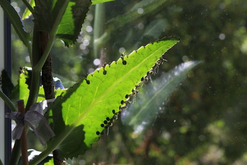 Green leaves of houseplants. Leaves in the sunlight.