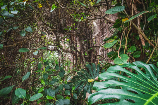 Fototapeta tropical forest or jungle - inside rainforest landscape
