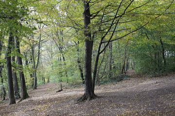 Obraz premium Two path in forest