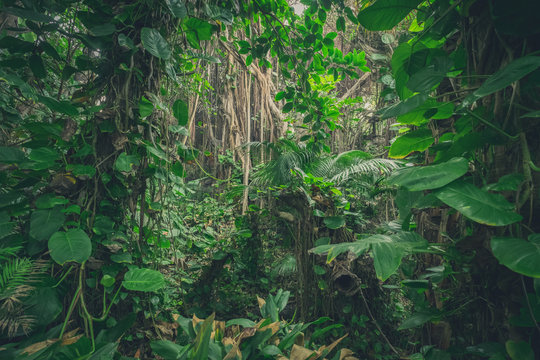 inside jungle , in rainforest / tropical forest landscape