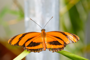 Banded Orange butterlfy (Dryadula phaetusa) on leaf