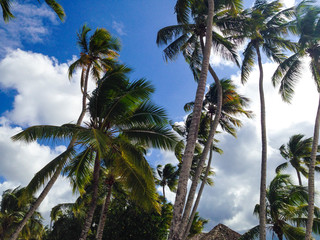 La Romana, Dominican Republic - Caribbean palms and blue sky in a tropical beach.