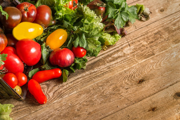 Many different tomato breeds and fragrant herb in a basket