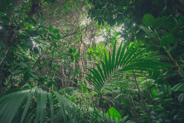 Naklejka premium dżungla, w krajobrazie lasów deszczowych / lasów tropikalnych