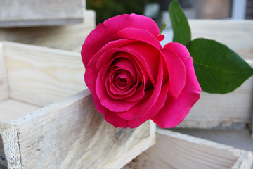 Blüte der Rose Pink Floyd