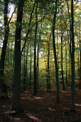 Fototapeta premium Wald von der Sonne durchflutet