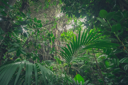 Fototapeta  jungle , in rainforest / tropical forest landscape
