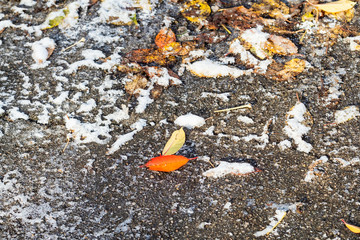 frozen fallen leaves on surface of street close up