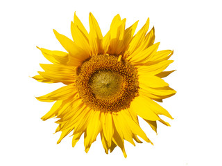 Naklejka premium Słonecznik żółty. Na białym tle, makro.