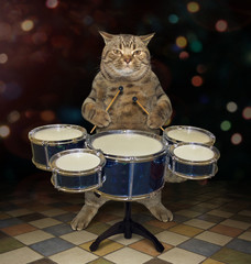 Fototapeta na wymiar The cat musician plays the drums on the stage.
