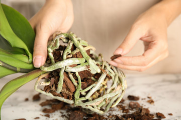 Woman transplanting orchid plant on table, closeup