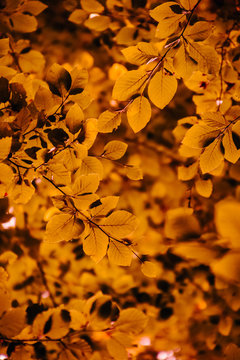 Goldene Bl&auml;tter Buche - Nat&uuml;rlicher Herbst Hintergrund Textur