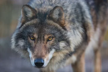 Schilderijen op glas Scary dark gray wolf (Canis lupus) © szczepank