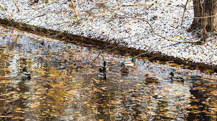 flock of ducks float in forest river in frosty day
