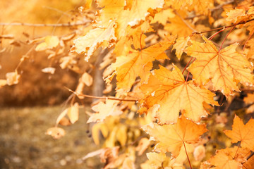 Bright leaves on blurred background, outdoors. Autumn day
