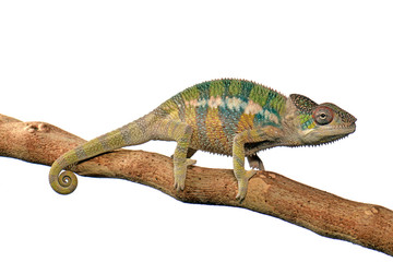 Pantherchamäleon (Furcifer pardalis) - Panther chameleon © bennytrapp