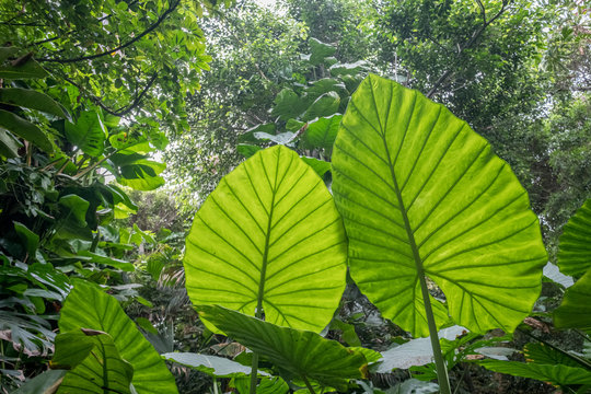Fototapeta elephant ears plant leaves in tropical forest or jungle   -