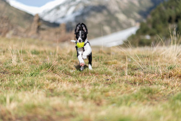 Cute black and white Border Collie puppy In the moutain on Andorra.