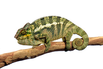 Pantherchamäleon (Furcifer pardalis) - Panther chameleon © bennytrapp