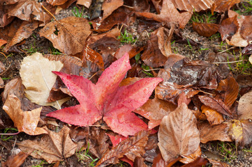 texture of wet autumnal leaves falling on the floor in urban park