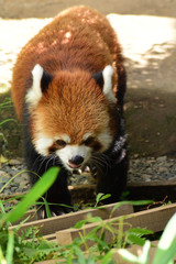 レッサーパンダ