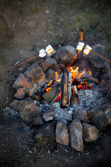 Cooking marshmallow on sticks on a fire.