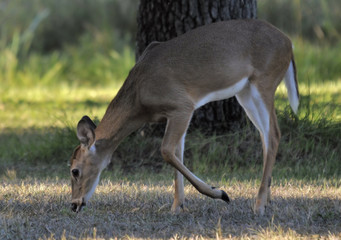 The Whitetail Doe in south Central Florida 