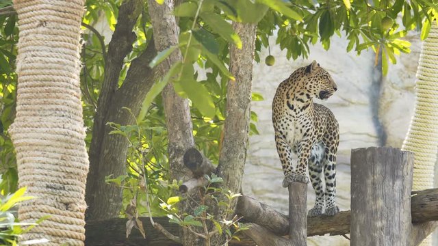 Leopard ready to hunt.