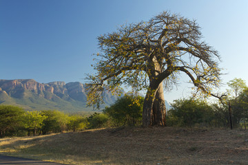 Fototapeta na wymiar Baobab tree in South Africa