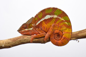 Pantherchamäleon (Furcifer pardalis) - Panther chameleon © bennytrapp