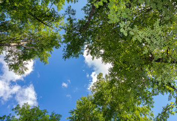 Crowns of tall foliar trees above his head in the forest against a blue sky