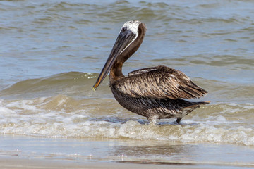 brown pelican on the beach