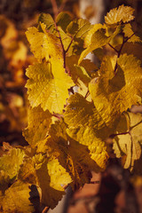 Weinvisionen, goldener Herbst in der Wachau