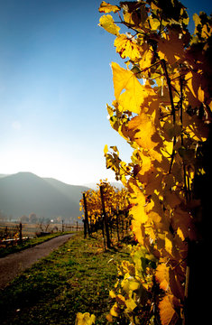 Weinvisionen, goldene Weinreben im Licht der herbstlichen Sonne