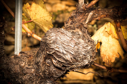 Weinvisionen, ein alter Weinstock im herbstlichen Sonnenlicht