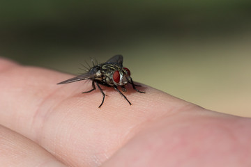 Fly on hand