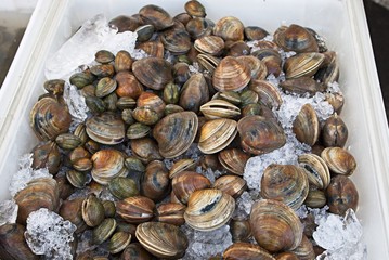 Clams on ice at the Farmers Market