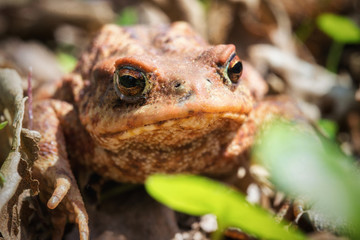 Macro on a toad