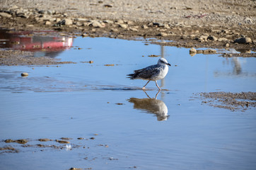 Seagull reflection on water